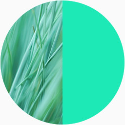 Colour swatch depicting the similarity in colour between Moment's accent colour and grass