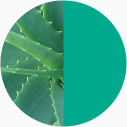 Colour swatch depicting the similarity in colour between Moments' primary colour and an aloe vera plant